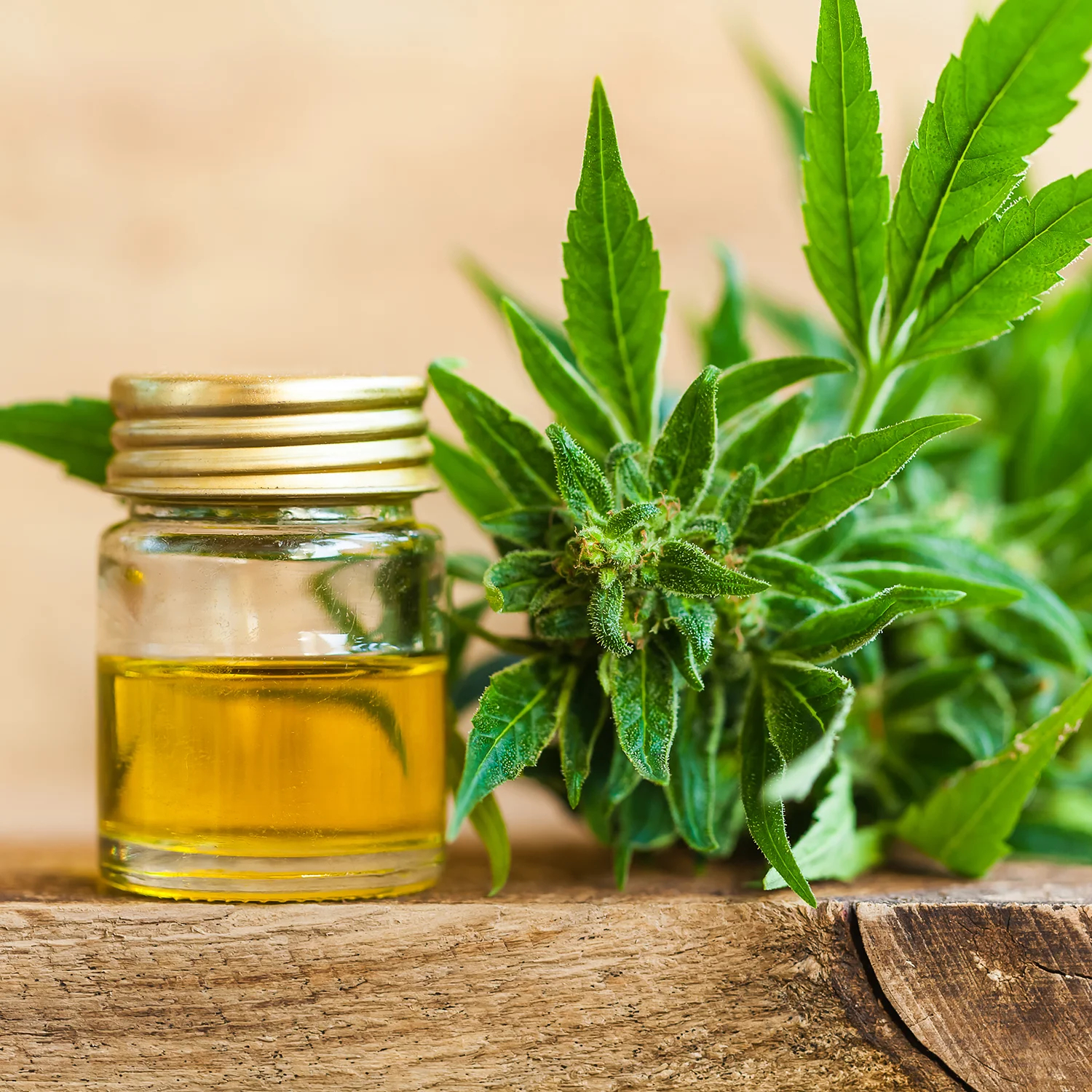 Cannabis production
